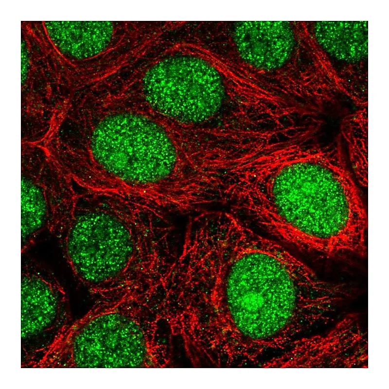 Atlas Antibodies Anti-MRFAP1 Antibody