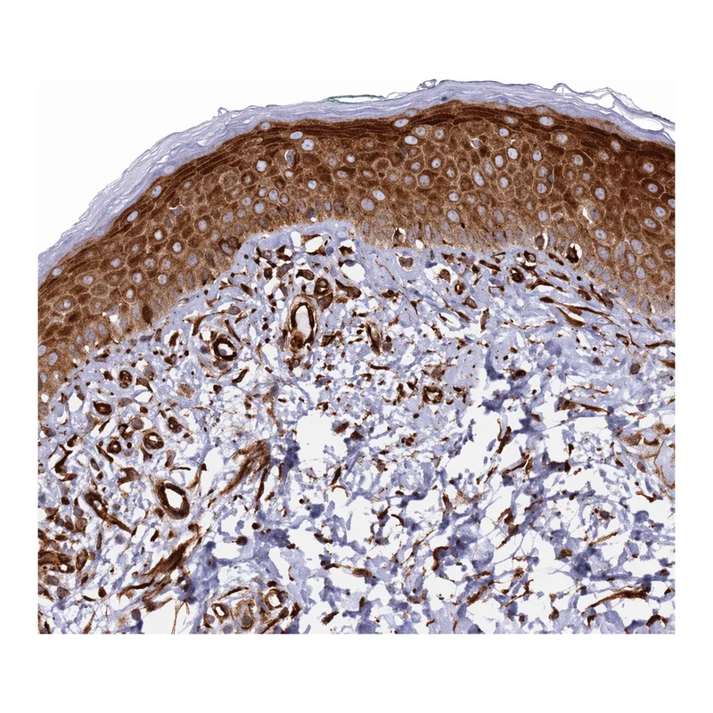 Atlas Antibodies Anti-MRGPRE Antibody