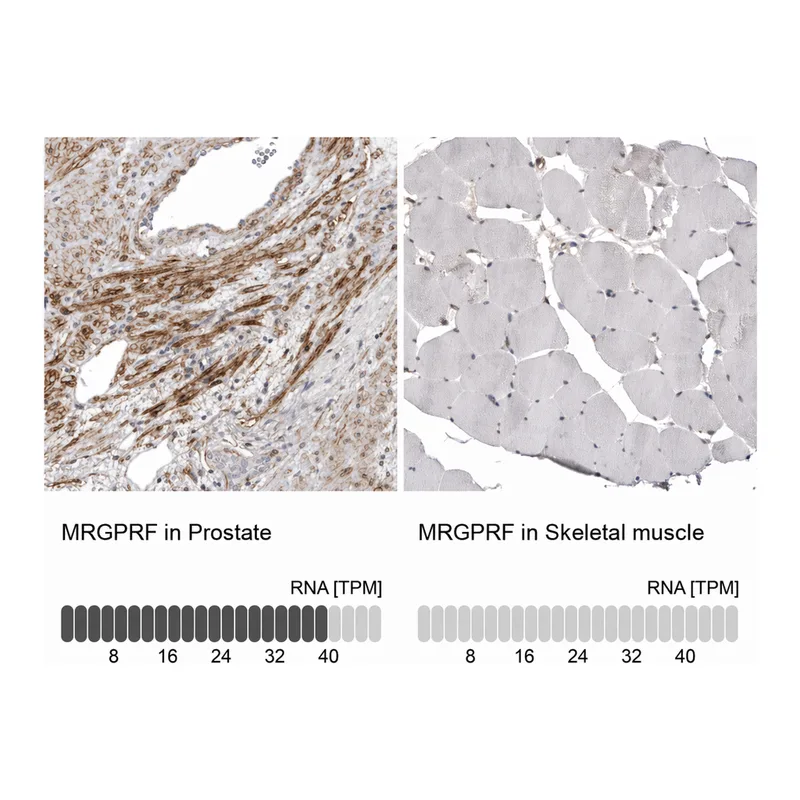 Atlas Antibodies Anti-MRGPRF Antibody