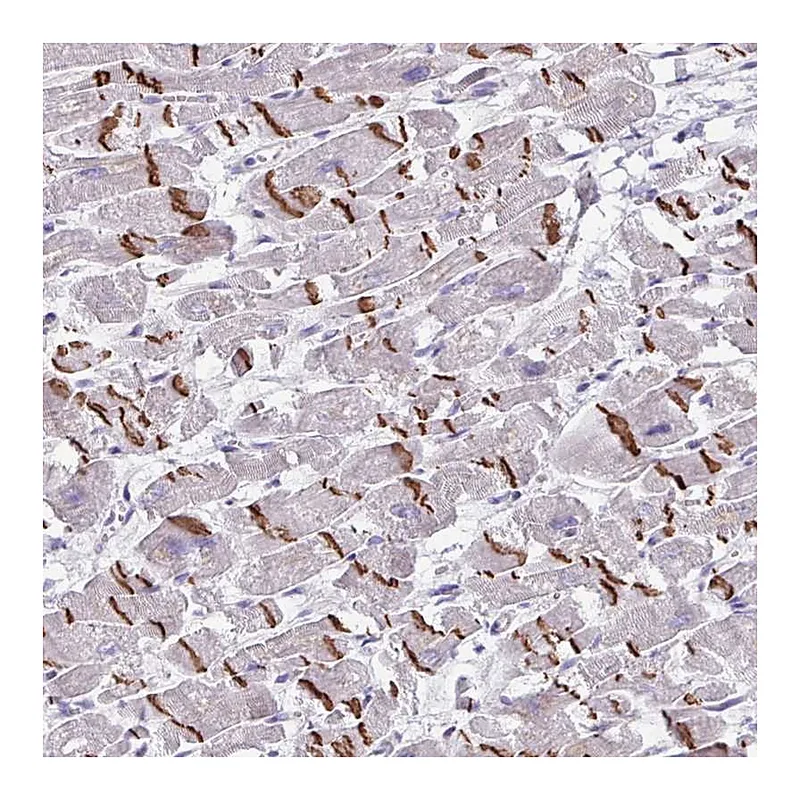 Atlas Antibodies Anti-MRM2 Antibody
