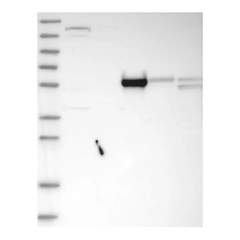 Atlas Antibodies Anti-MROH1 Antibody