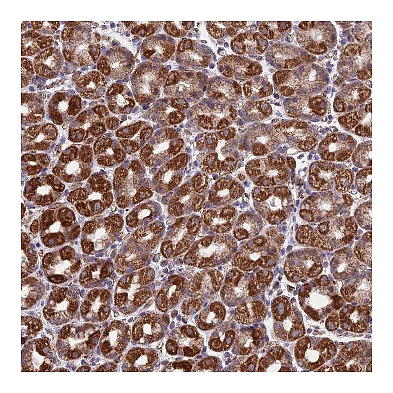 Atlas Antibodies Anti-MRPL1 Antibody