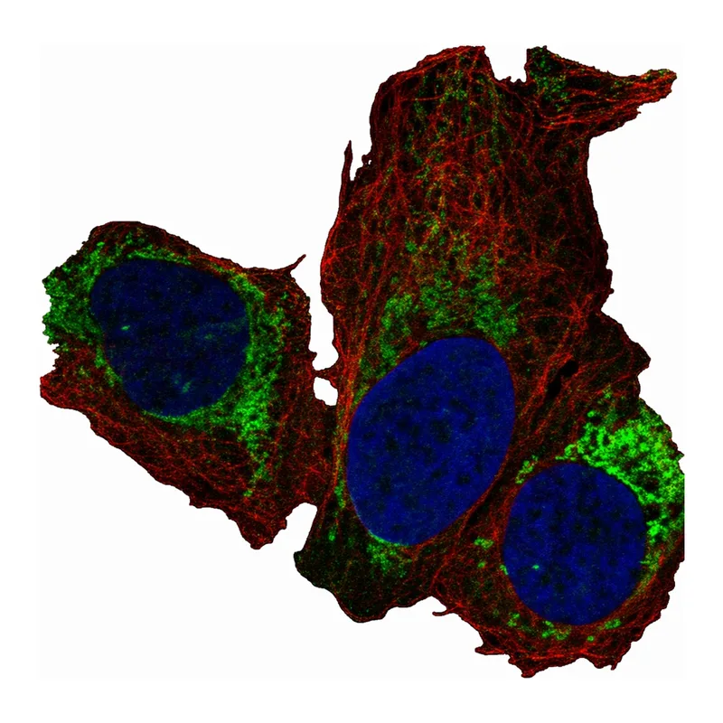 Atlas Antibodies Anti-MRPL14 Antibody