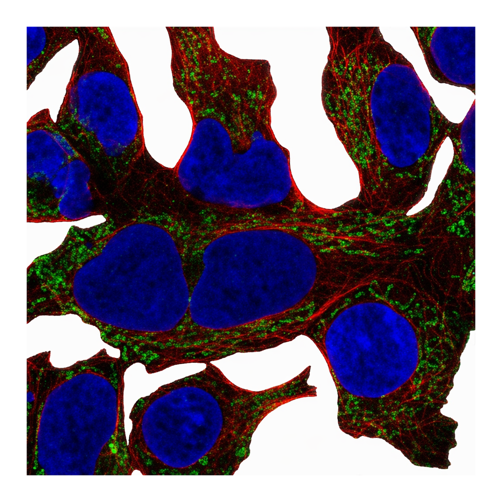 Atlas Antibodies Anti-MRPL19 Antibody