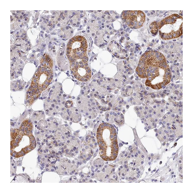 Atlas Antibodies Anti-MRPL21 Antibody