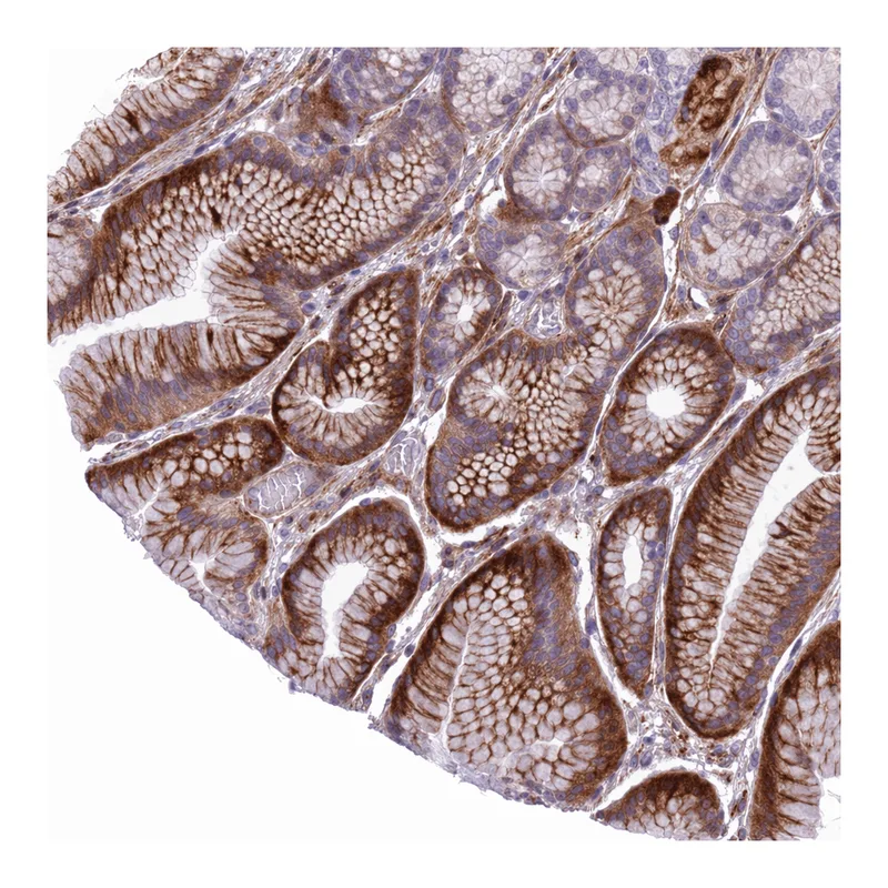 Atlas Antibodies Anti-MRPL32 Antibody