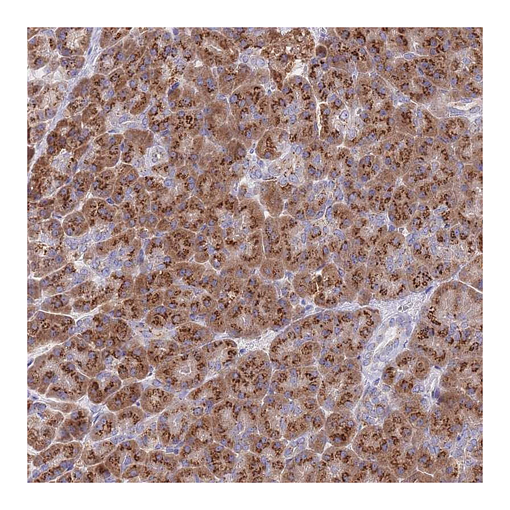 Atlas Antibodies Anti-MRPL30 Antibody