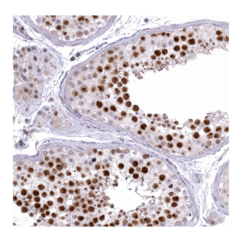 Atlas Antibodies Anti-MRPL34 Antibody