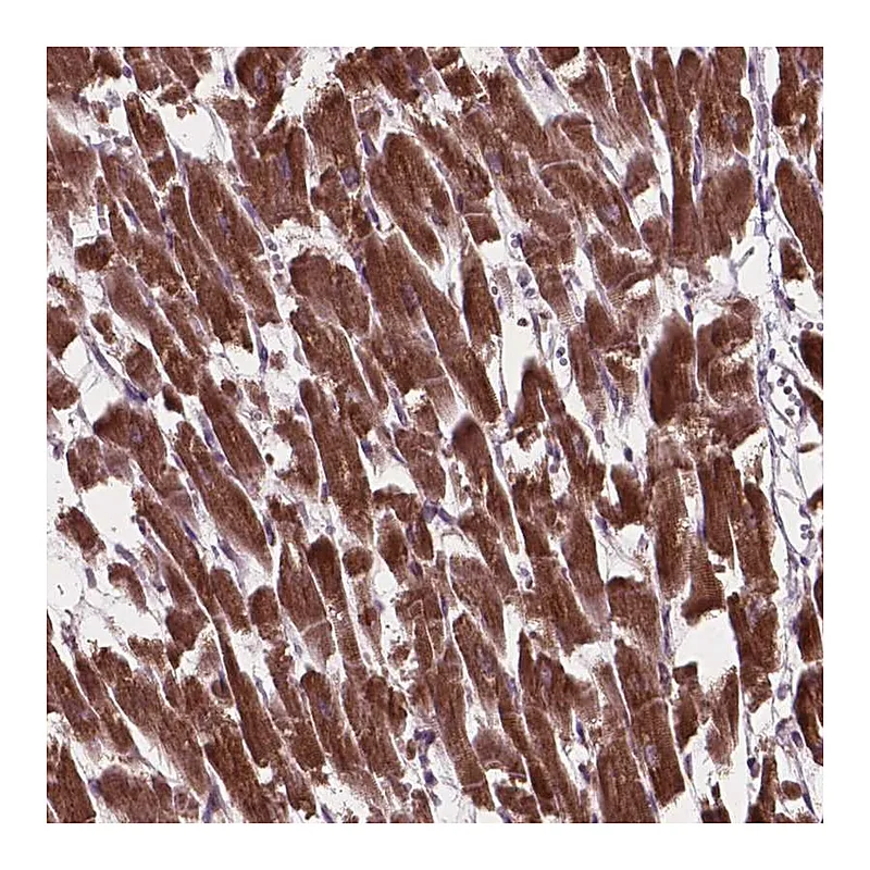 Atlas Antibodies Anti-MRPL33 Antibody