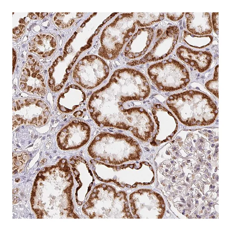 Atlas Antibodies Anti-MRPL28 Antibody