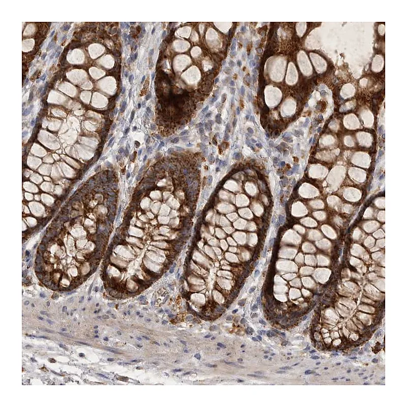 Atlas Antibodies Anti-MRPL41 Antibody