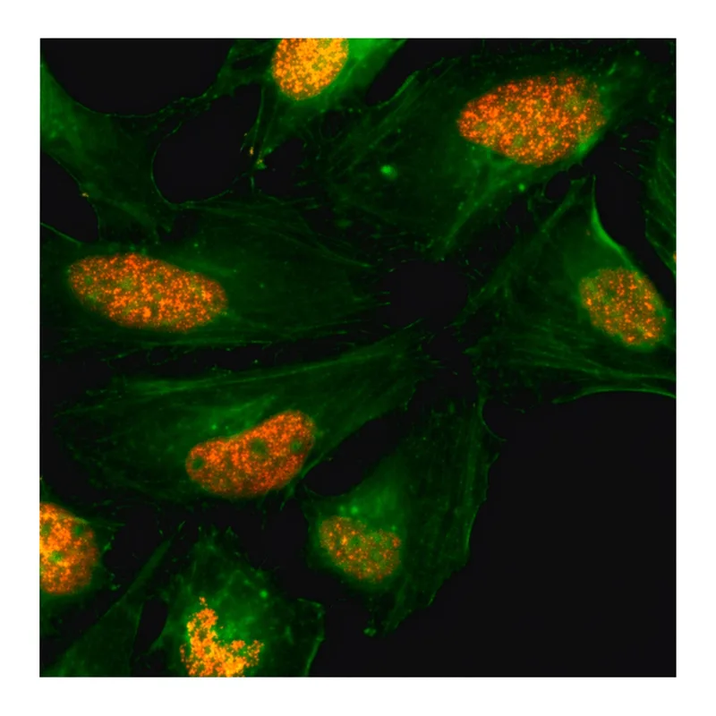 Merck Anti-Histone H2AX antibody, Rabbit monoclonal