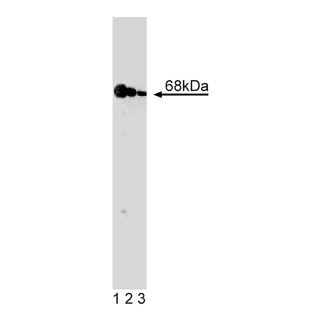 BD Purified Mouse Anti-Human PKR