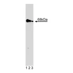 BD Purified Mouse Anti-Human PKR