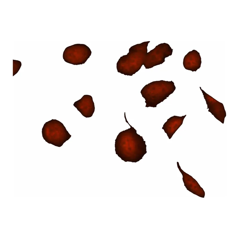 Merck Anti-SMAD7 (N-terminal) antibody produced in rabbit