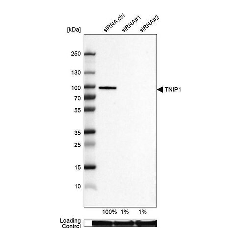 Merck Anti-TNIP1 antibody produced in rabbit