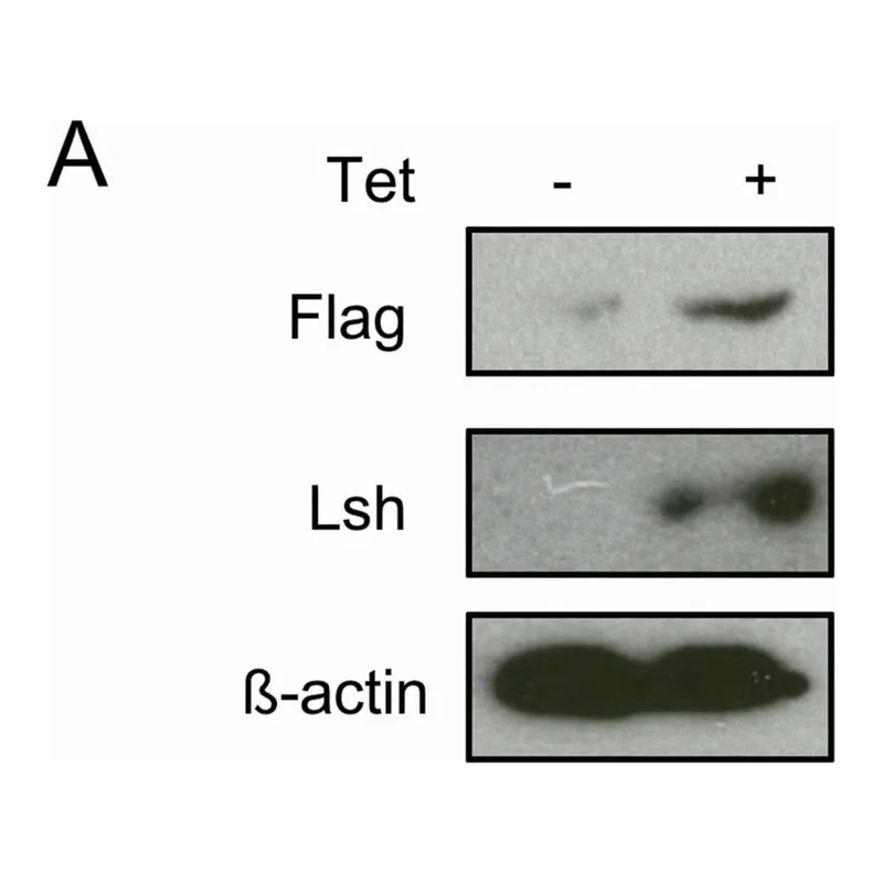 Merck MONOCLONAL ANTI-BETA ACTIN