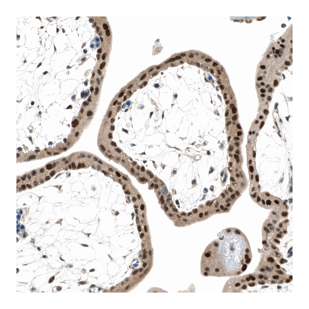 Merck Anti-MSX2 antibody produced in rabbit