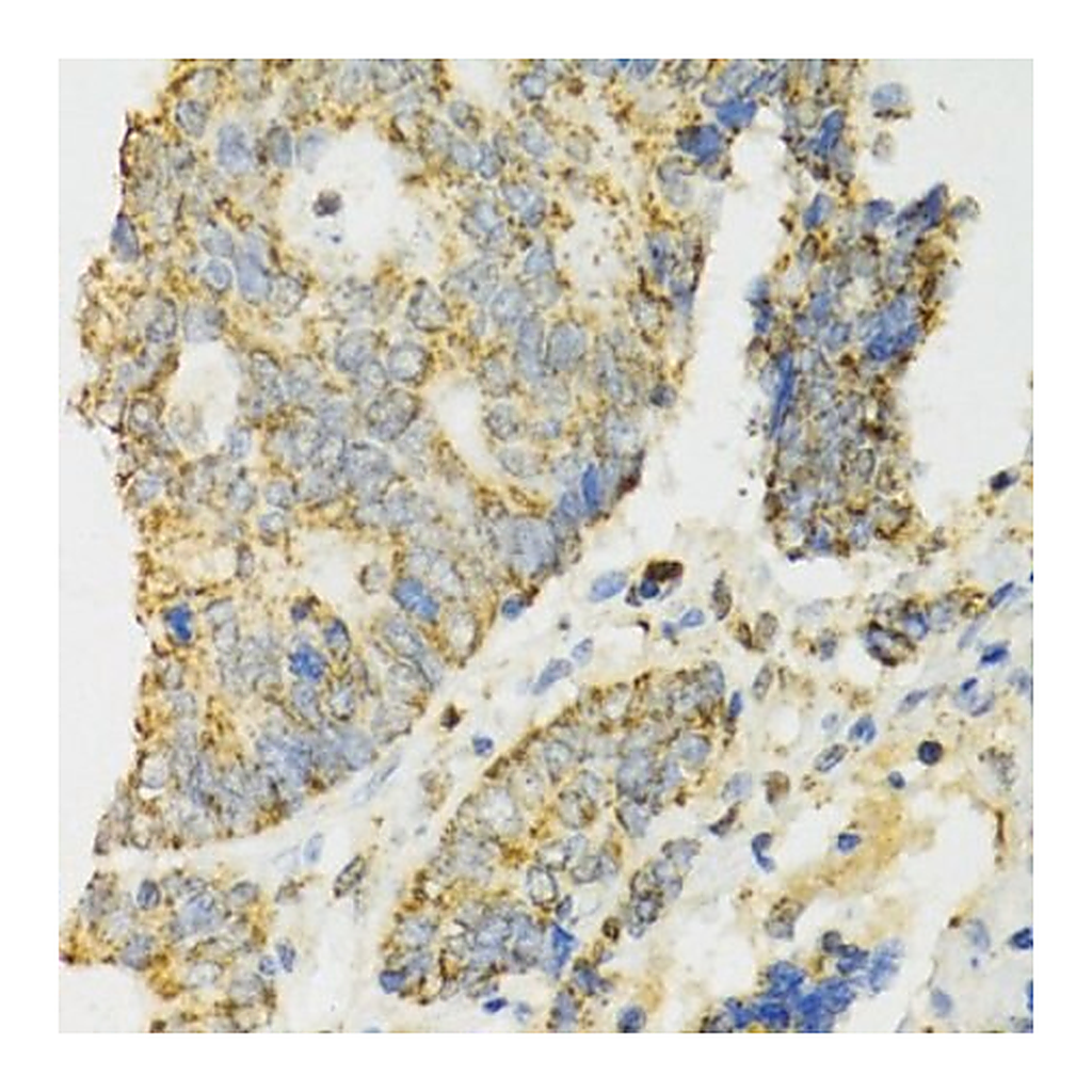 Merck Anti-IDH2 antibody produced in rabbit