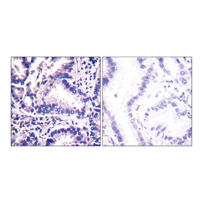 Merck Anti-Synuclein gamma antibody produced in rabbit