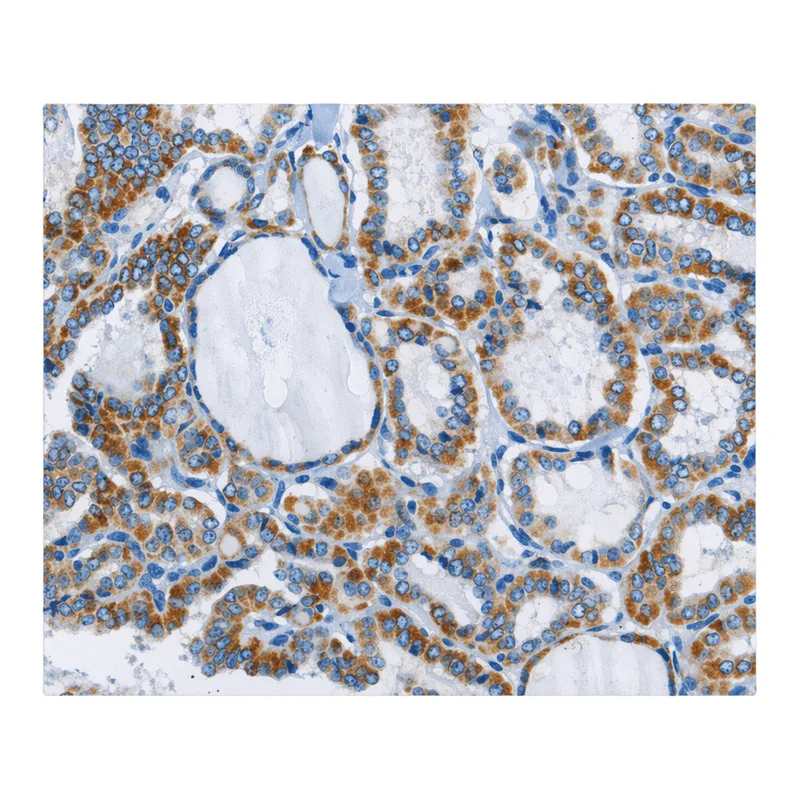 Merck Anti-PPARGC1B antibody produced in rabbit