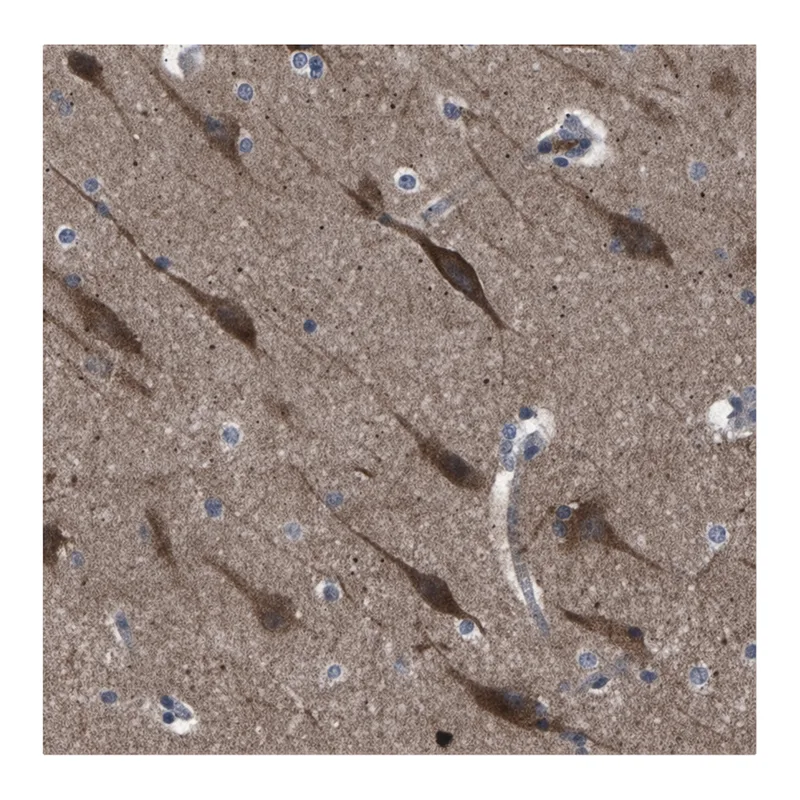 Merck Anti-PAK5 antibody produced in rabbit