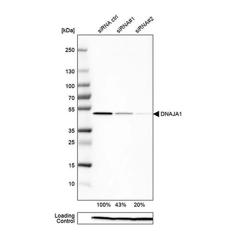 Merck Anti-DNAJA1 antibody produced in rabbit