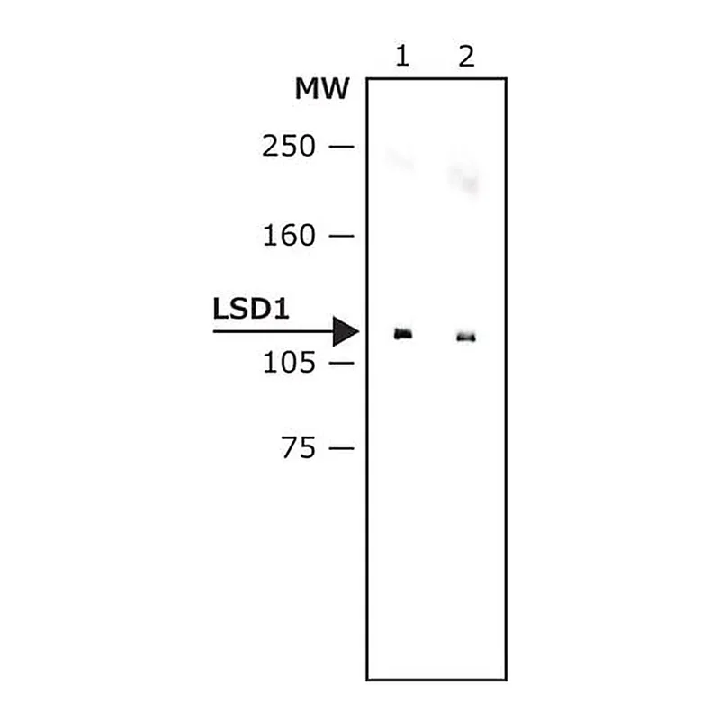Merck Monoclonal Anti-LSD1 (AOF2) antibody produced in mouse