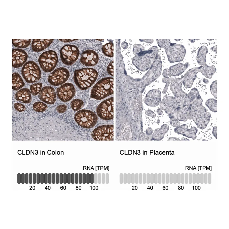 Merck Anti-CLDN3 antibody produced in mouse