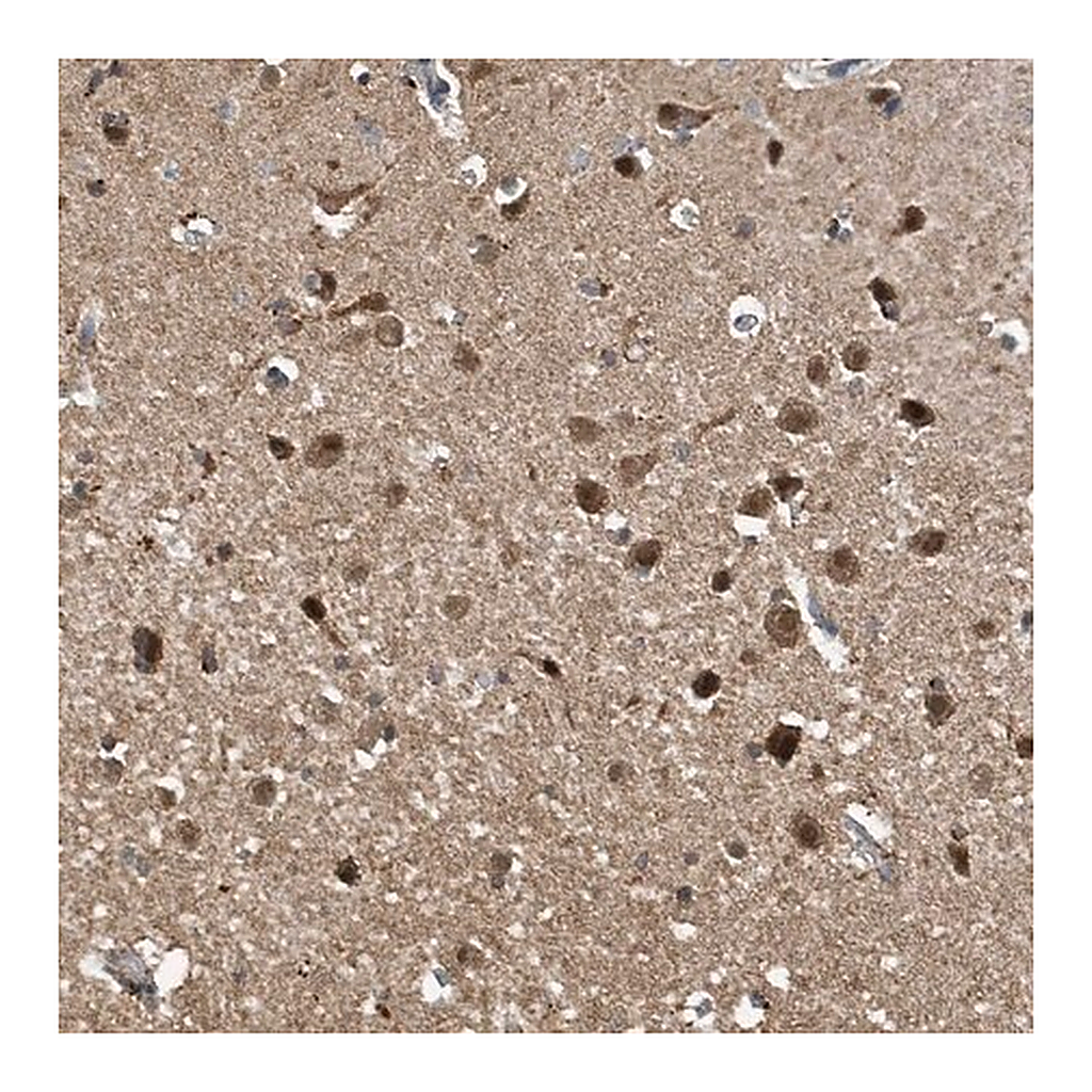 Merck Anti-NCOA7 antibody produced in rabbit