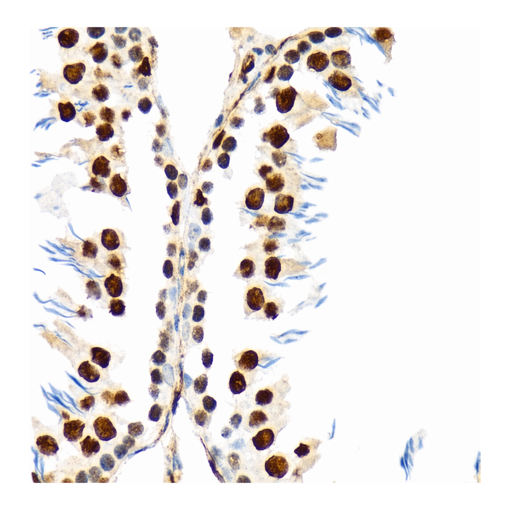 Merck Anti-PTBP2 antibody produced in rabbit