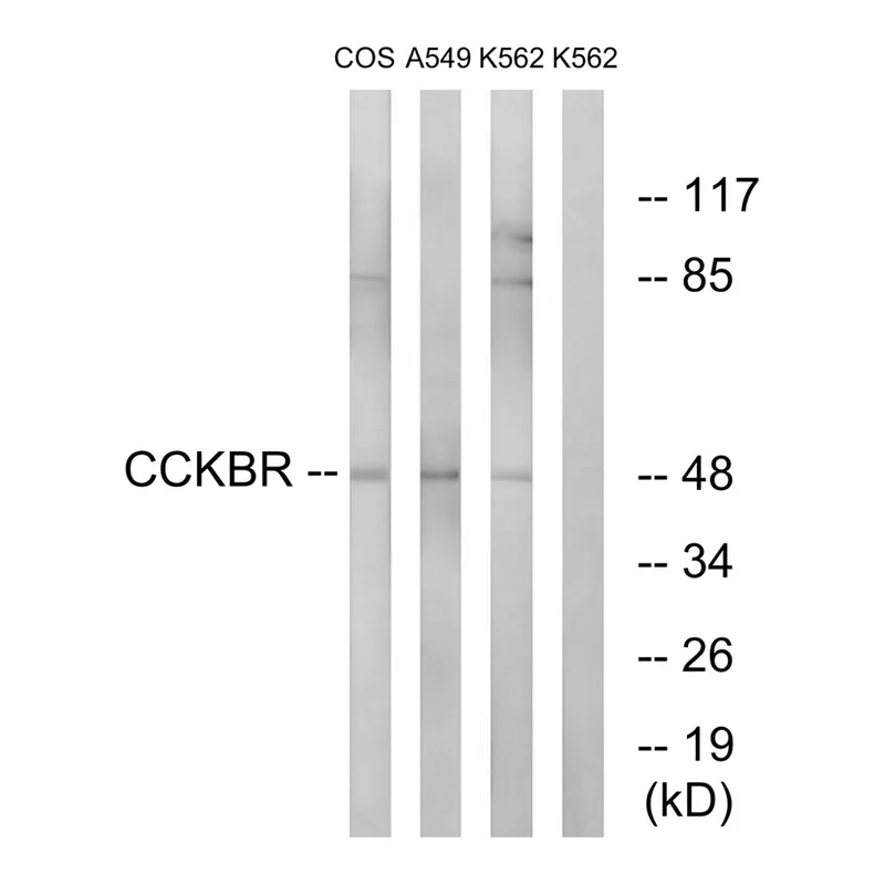Merck Anti-CCKBR antibody produced in rabbit