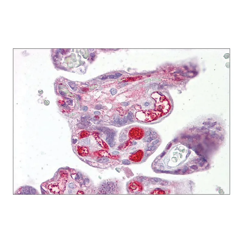 Merck Anti-SLC26A4 antibody produced in rabbit