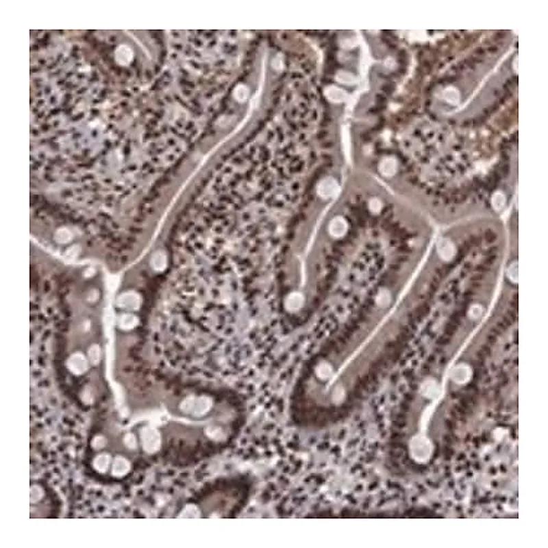Merck Anti-SAP30L antibody produced in rabbit