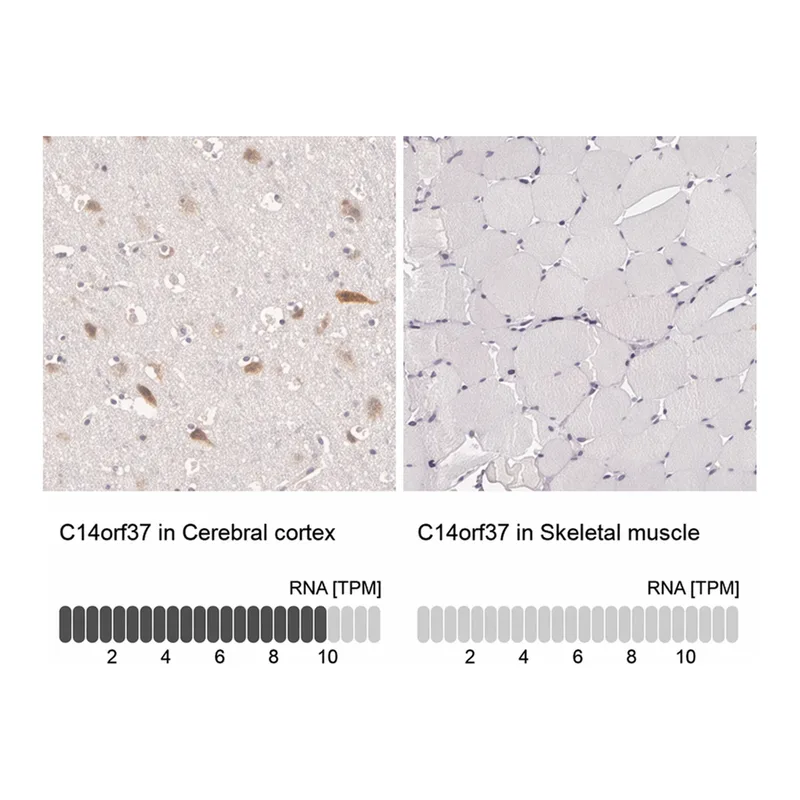 Merck Anti-C14orf37 antibody produced in rabbit