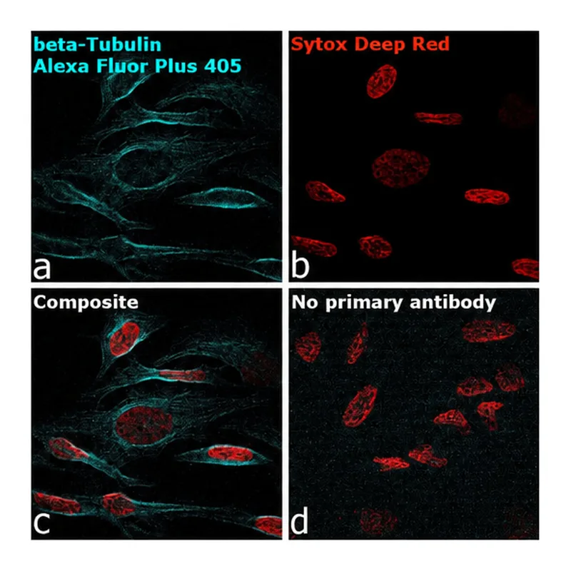 Thermo Fisher Scientific Goat anti-Mouse IgG (H+L) Superclonal Secondary Antibody, Alexa Fluor Plus 405