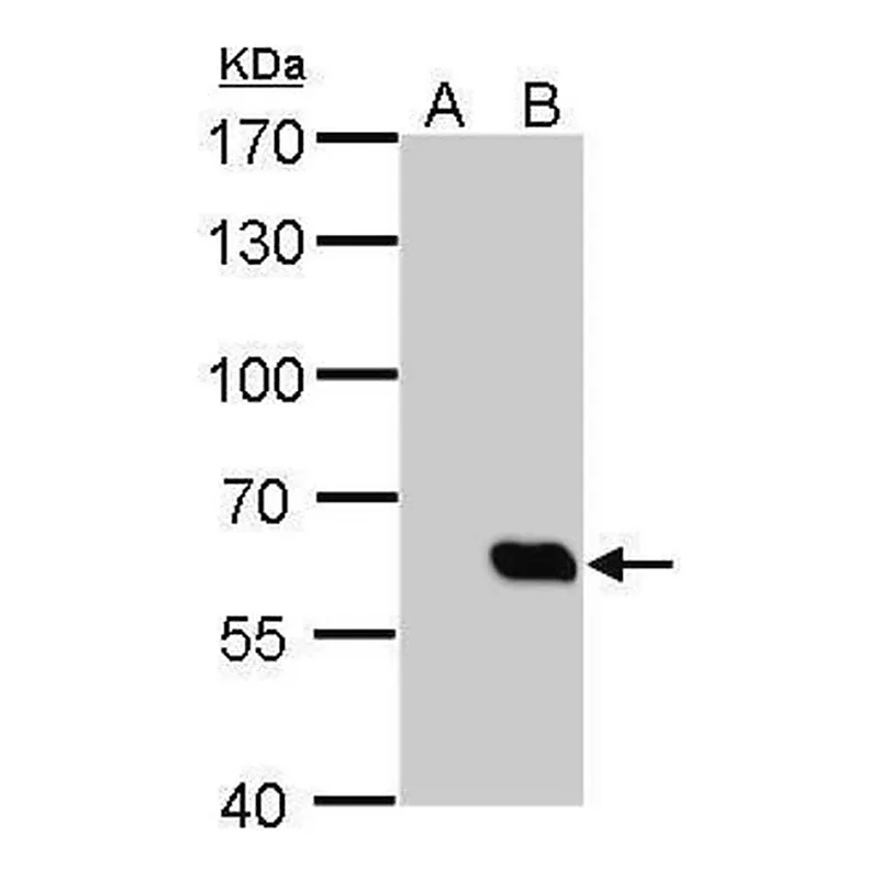 Merck Monoclonal Anti-HA tag antibody produced in mouse