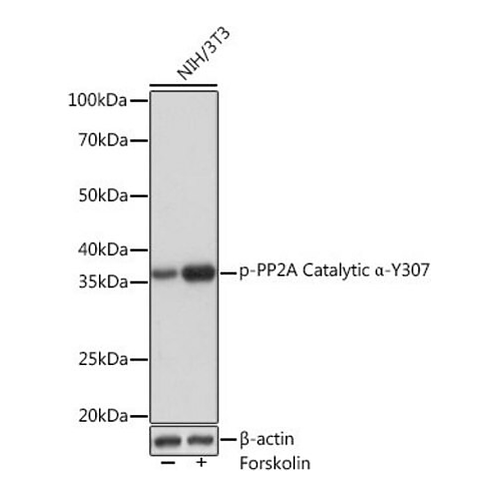 Merck Anti-Phospho-PP2A Catalytic alpha-Y307 antibody produced in rabbit