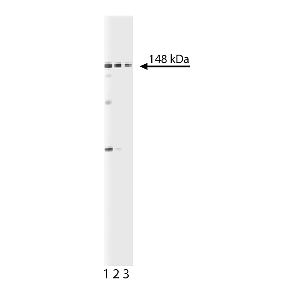 BD Purified Mouse Anti-Sec31A
