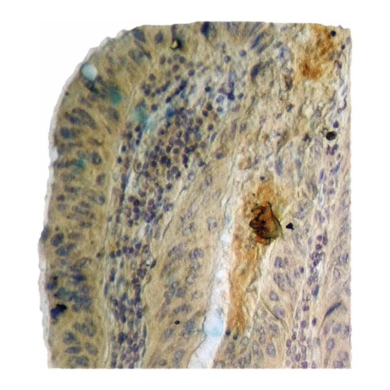Merck Anti-phospho-GSK3 alpha/beta (pTyr279/216) antibody produced in rabbit