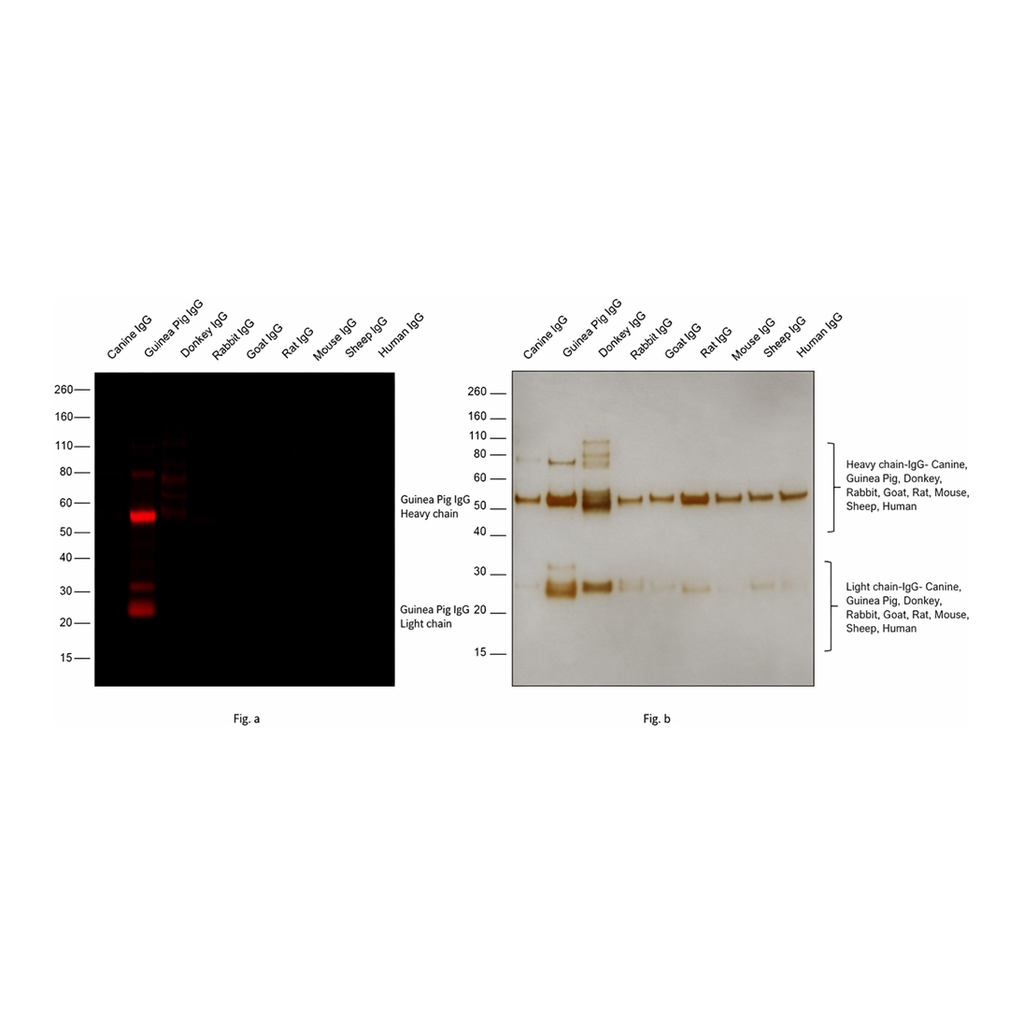 Thermo Fisher Scientific Goat anti-Guinea Pig IgG (H+L) Highly Cross-Adsorbed Secondary Antibody, Alexa Fluor 647