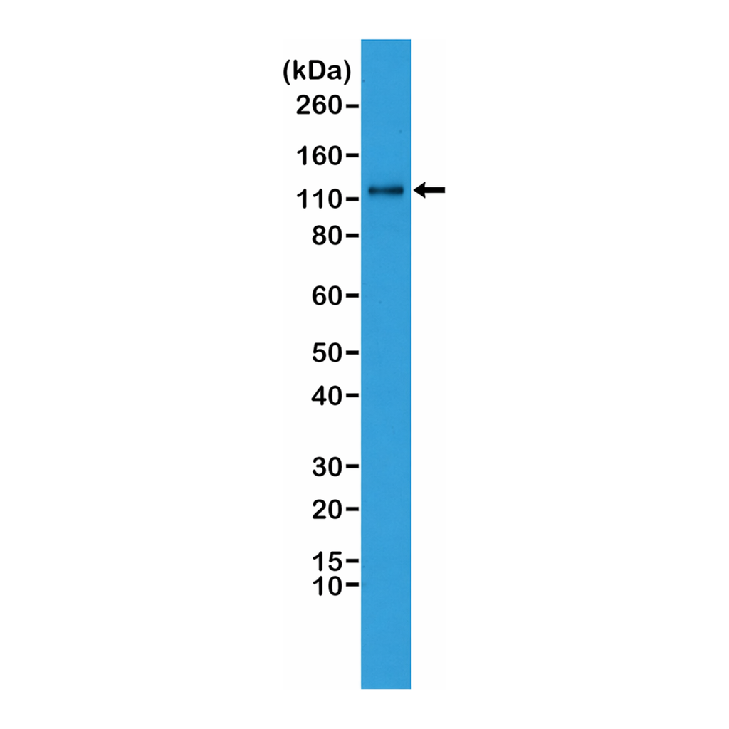 Merck Anti-N-Cadherin (CDH2) antibody, Rabbit monoclonal