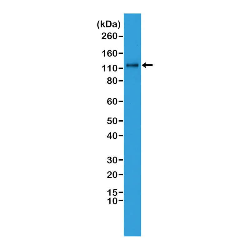 Merck Anti-N-Cadherin (CDH2) antibody, Rabbit monoclonal