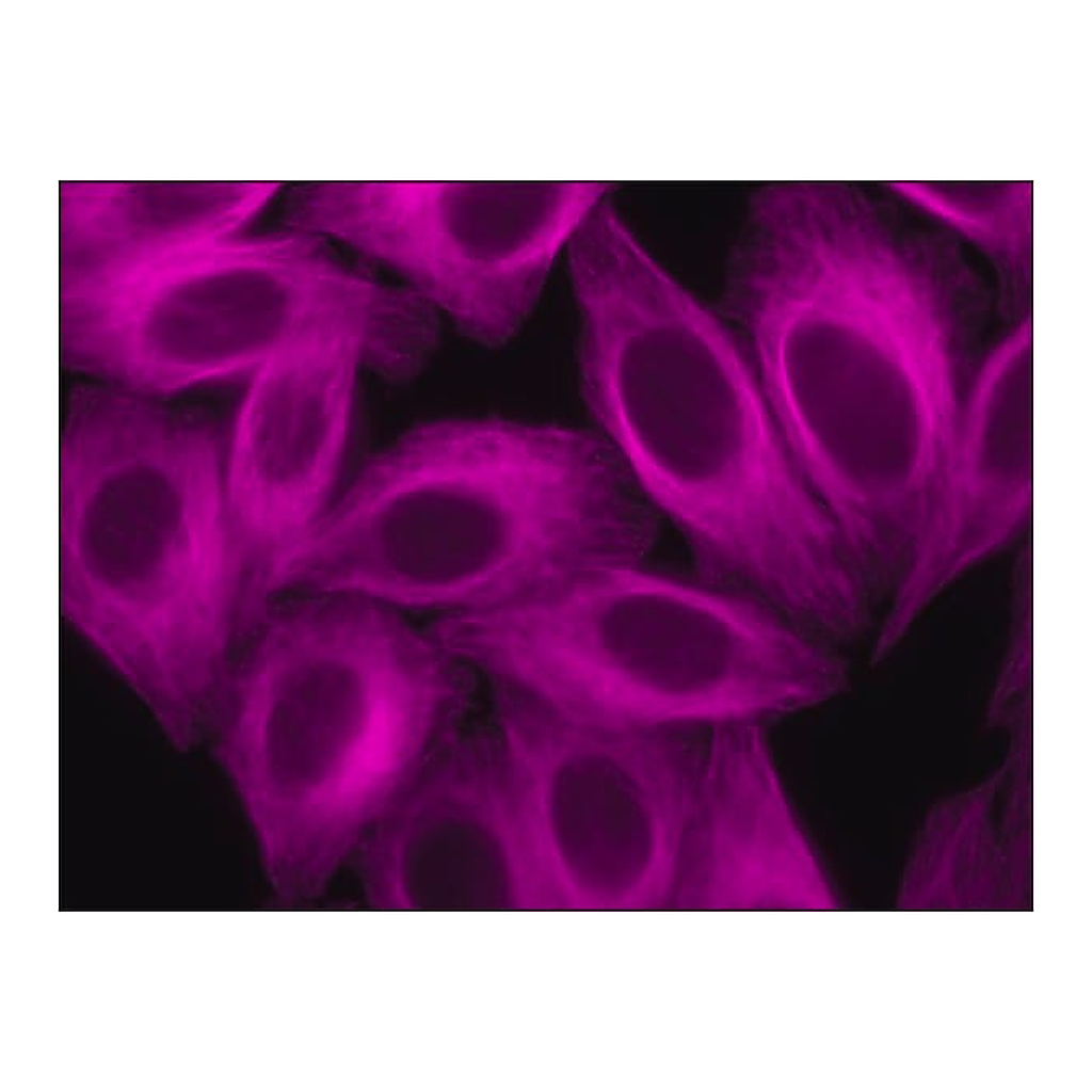 Merck Anti-Goat IgG (H+L), CF(TM) 647 antibody produced in rabbit