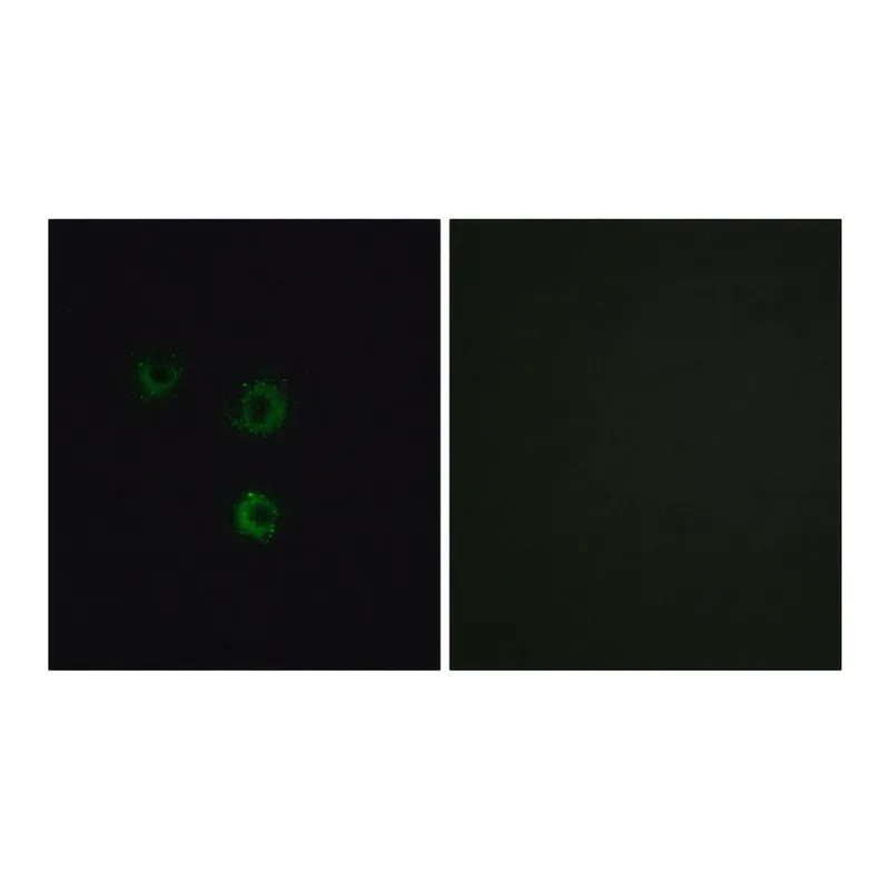 Merck Anti-TAS2R14 antibody produced in rabbit