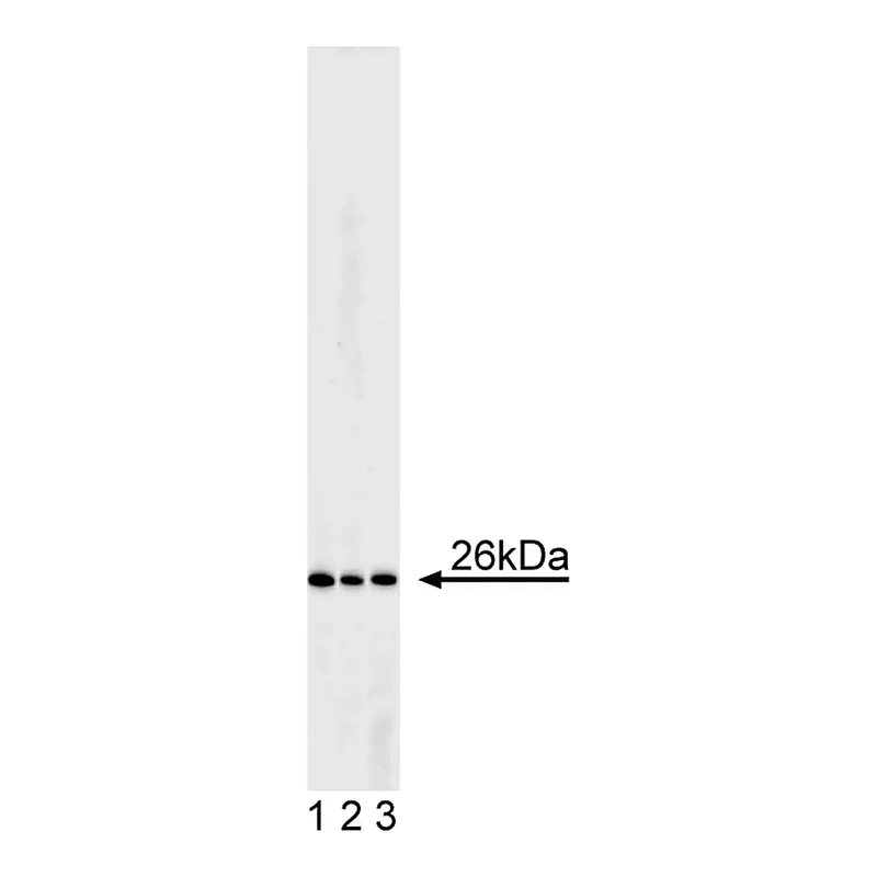 BD Purified Hamster Anti-Human Bcl-2