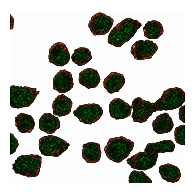 Merck Anti-ARRDC2 antibody produced in rabbit