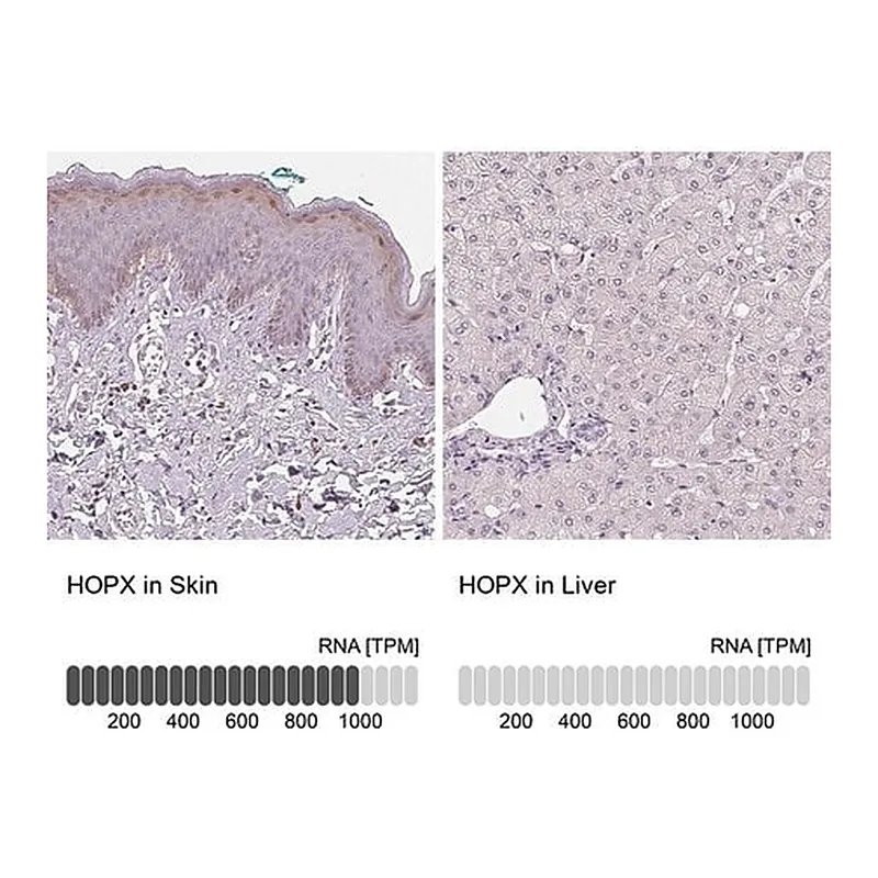 Merck Anti-HOPX antibody produced in rabbit