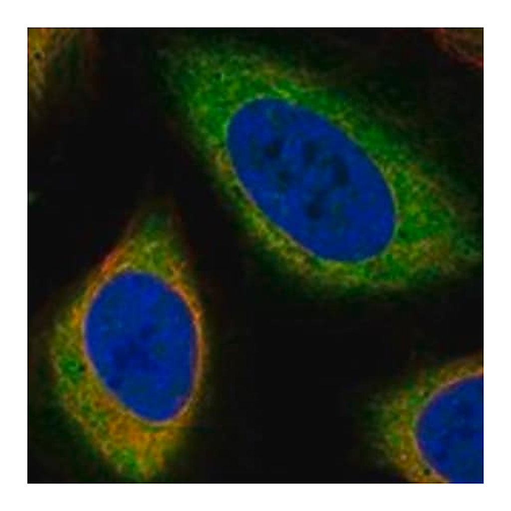 Merck Anti-PDE9A antibody produced in rabbit
