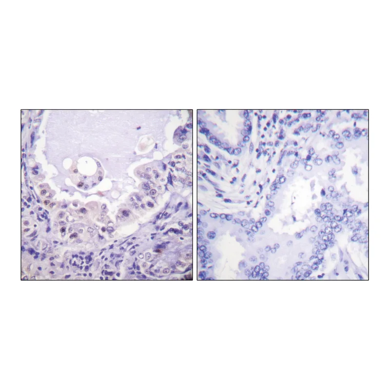 Merck Anti-C-RAF, C-Terminal antibody produced in rabbit